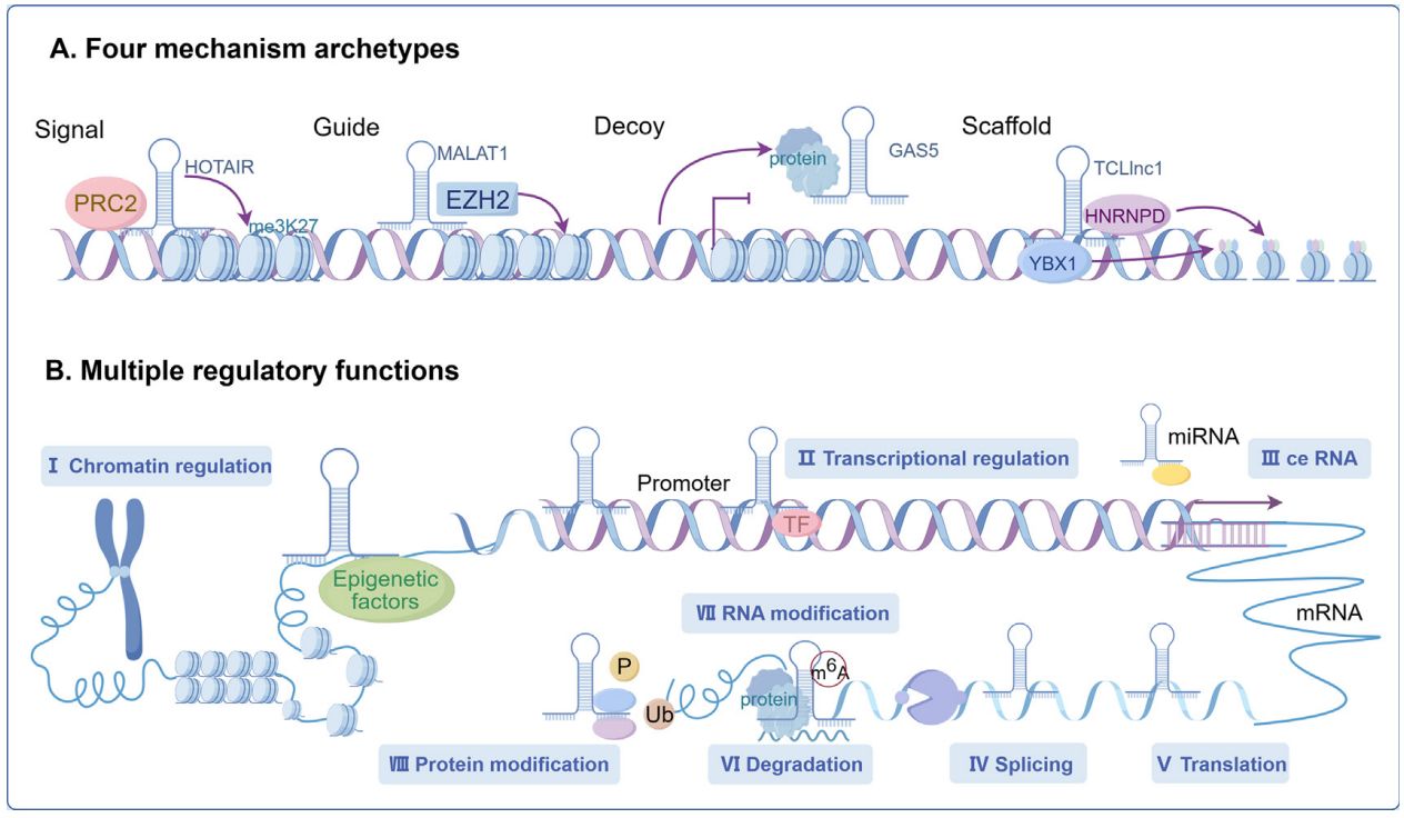 J Adv Res丨我院唐景峰/周策凡团队系统综述长链非编码RNA调控胰腺癌侵袭转移机制