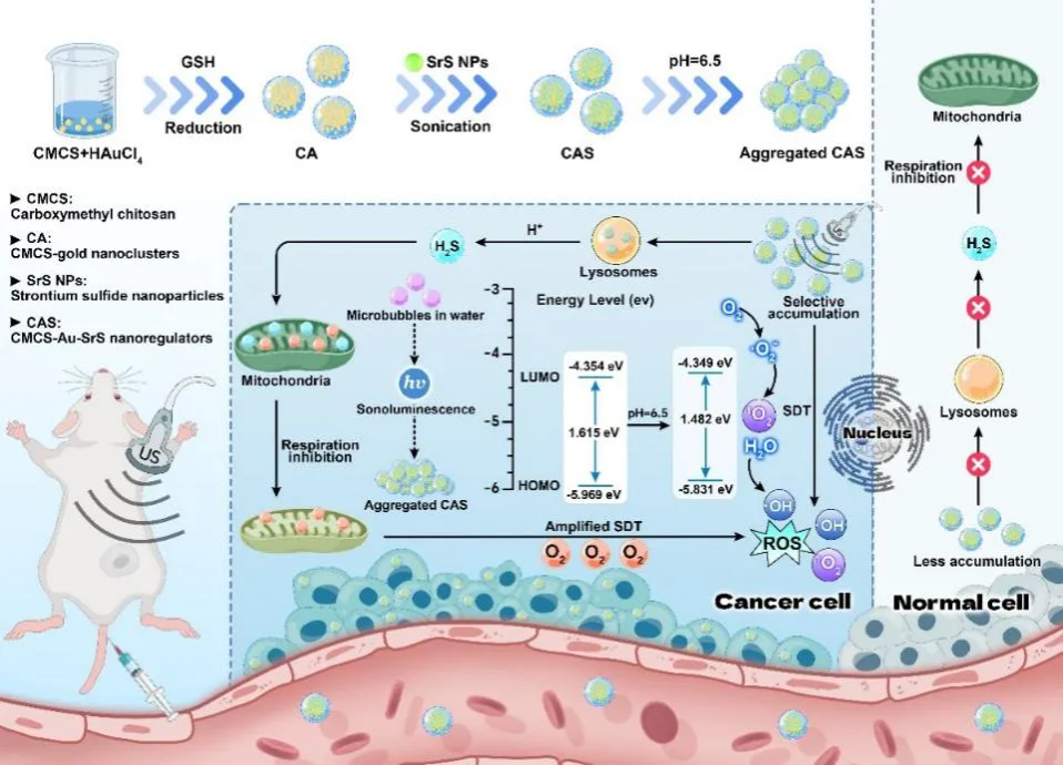 Adv Funct Mater丨李草教授团队在抗肿瘤纳米药物研究领域再次取得新进展