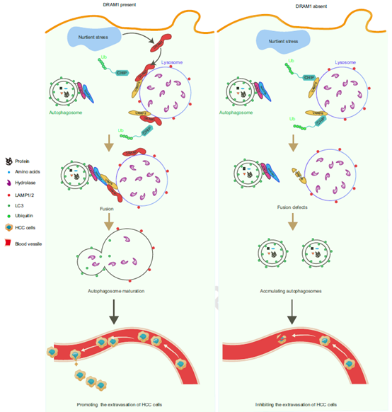 Nature Commun丨我院唐景峰、周策凡团队阐明DRAM1调控自噬溶酶体形成机制